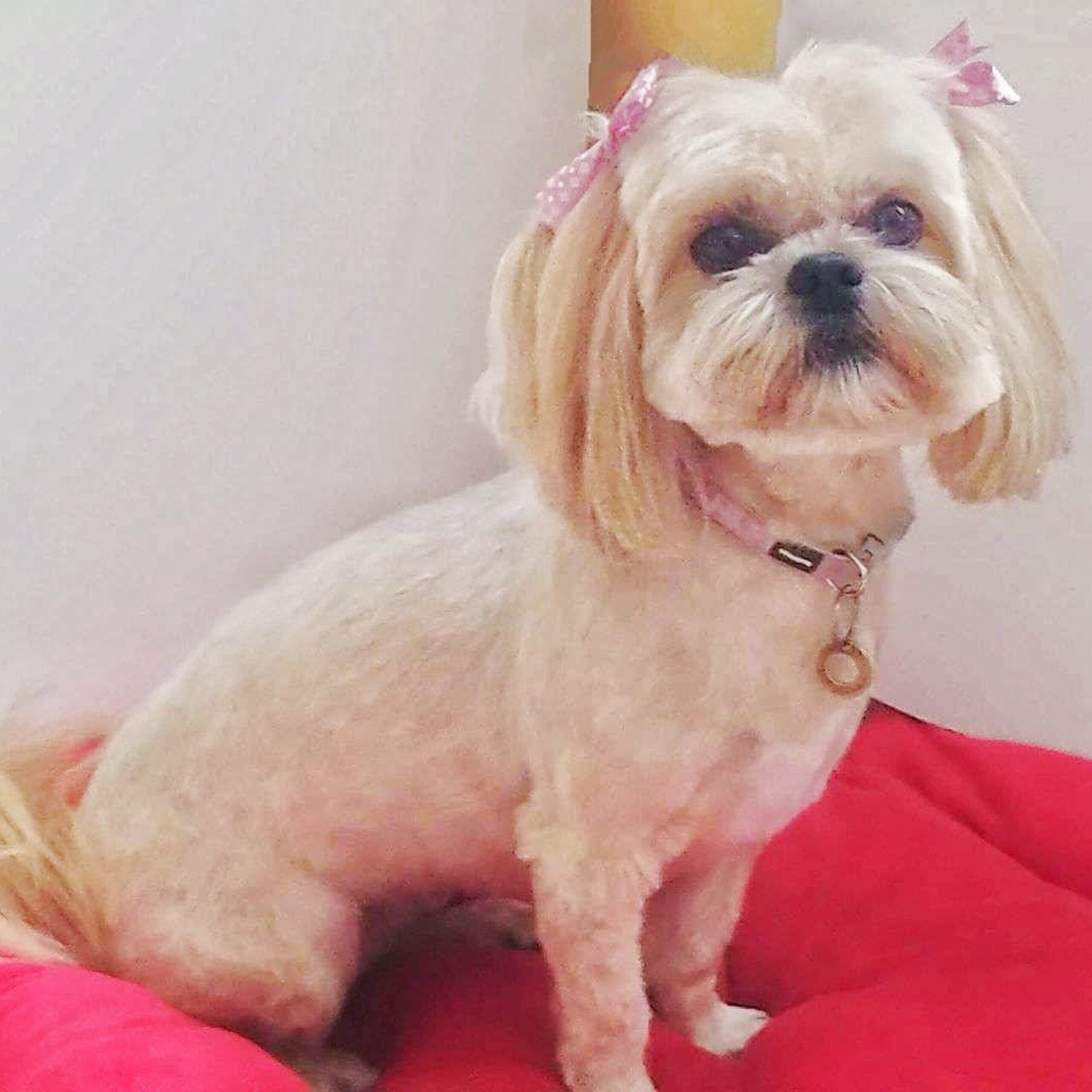 CHIEN-003-a