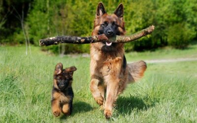 Comment bien choisir l’élevage de votre futur chiot : les clés pour éviter les mauvaises surprises